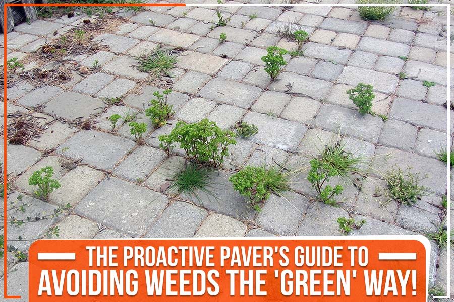 You are currently viewing The Proactive Paver’s Guide To Avoiding Weeds The ‘Green’ Way!
